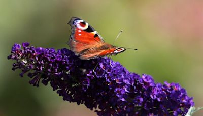 Public urged to count butterflies amid climate crisis threat