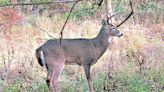 Pittsburgh expands deer-culling program to 5 parks