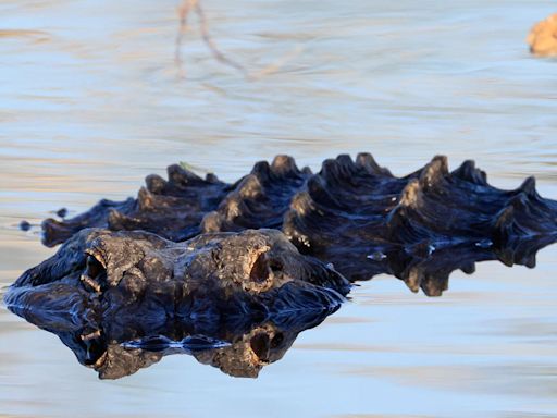 An alligator was caught on video swimming off Lake Erie's shore. Now the search in Pennsylvania is on.