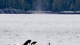Speed limits, salmon fishing closures enacted to help B.C. orcas