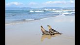 Sea lion pups stranded on California coast were ‘skin and bones.’ See them return home