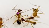 Carpenter ants become doctors to amputate legs and save friends