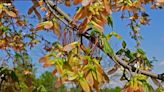 Garden: No cause for alarm with seedy maples