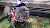 Pugs and French bulldogs are falling out of favour with the British public - here's why