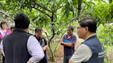 乾旱影響拉拉山水蜜桃收成 桃園農業局：損害率達70%