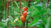 3 best ways to trellis tomatoes for an abundant crop