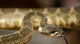 He picked up a package and found a live rattlesnake inside: 'Do I have any enemies?'