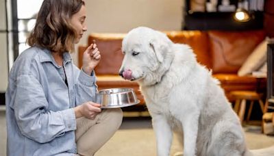 Dishing Out the Best: Unveiling the Pros and Cons of Wet and Dry Dog Food