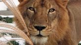 Great Plains Zoo newly built lion habitat to house its first big cat