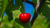 How to plant and care for a cherry tree as it grows in your backyard