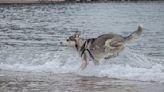 Clever Husky Lets His Smarts Shine While Surfing the Waves