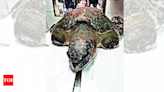 Turtle's luck turns after superglue surgery | India News - Times of India