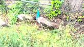 Watch: Peafowl escape Bronx Zoo for New York adventure