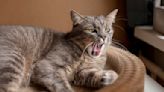 生活英文》貓咪愛生氣！「哈氣」英文怎麼說？