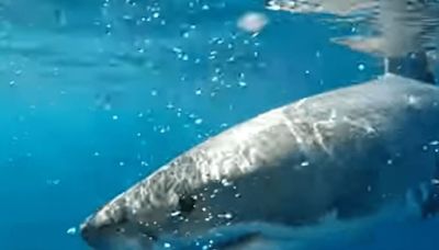 Fishermen left terrified after spotting 'Great White shark' off coast of Ireland