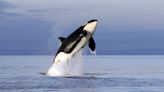 Killer whales rule the seas, but their clock ticks just like ours. How long do orcas live?