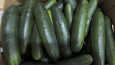 Untreated water used on cucumbers tied to salmonella outbreak that sickened 450 people in US