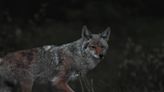 Friends hunting coyotes separated, then one is shot and killed, Iowa authorities say