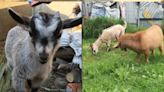 Director de zoológico de México mató y cocinó cuatro cabras pigmeas
