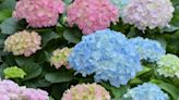 Urgent hydrangea job you must do now for 'beautiful blooms'