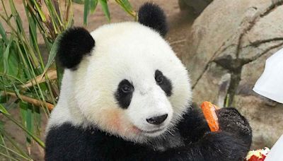 Giant Pandas Arrive Safely at San Diego Zoo Following Agreement with China: 'Acclimating to Their New Home'