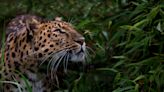 Amur Leopard: The Rarest Big Cat in the World