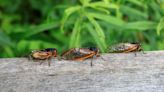 Outdoors column: Cicada mania is good for nature