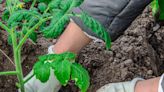 The best gardening gloves, according to experts