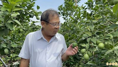 檸檬產量減價格未見上揚 屏東農民憂心