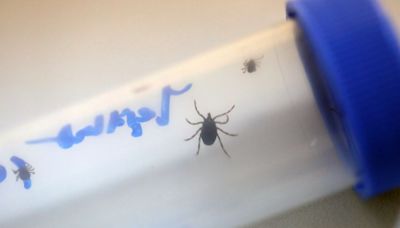 Man dies after contracting Ebola-like tick-borne disease in Spain