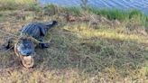 Fed gator = Dead gator: USFWS warns against feeding gators after closure at Florida refuge