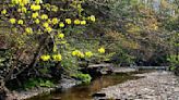 Allegheny Land Trust preserves green space in Ross