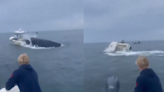 30-Foot-Long Humpback Whale Flips Boat After Dramatic Breach In US; Video Surfaces