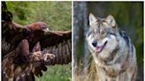 $25,000 reward for information on fatally poisoned Oregon eagles and wolves
