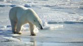 See How Scientists Track Polar Bears With Groundbreaking “Burr on Fur” Tags