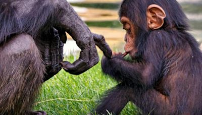 New research shows chimps ‘talk’ with their hands just like humans