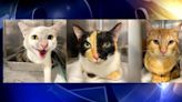 Barnsdall cats rescued & cared for by Humane Society are ready for adoption