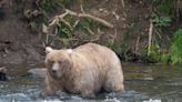 Don't mess with this mama bear: Grazer easily wins popular Fat Bear Contest at Alaska national park