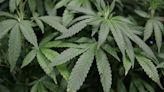 Justice Dept plans to reschedule marijuana as a lower-risk drug - KVIA