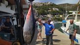 Una de las últimas barcas de pesca tradicionales de Moraira atrapa un atún de 311 kilos