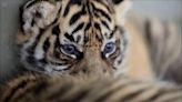 Dos cachorros de tigre de Sumatra llegan al Zoo de Amiens en Francia