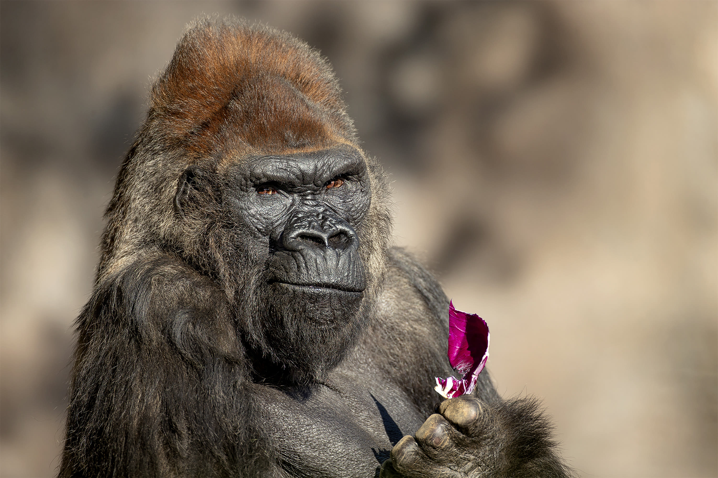 Beloved gorilla Winston, second oldest in the U.S., euthanized at San Diego Zoo