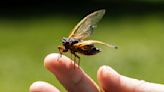 Buzz thrill! Periodical cicadas emerge in Chicago area after 17 years: 'Nature's creations at their best'