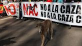 Spain's Congress excludes hunting dogs from new animal rights law