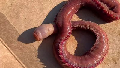 Whale watchers spot alien-like sea beast & say it’s ‘out of Twilight Zone’