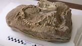 Encuentran por sorpresa un fósil de lagarto de 700.000 años en Tenerife extinguido antes de la presencia humana