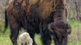 Rare White Bison Calf Has Not Been Seen Since Its Birth Day