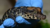 West African dwarf crocodile baby hatches at Chicago's Brookfield Zoo