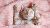 Vets Explain Why a Cat's Paw Pads (aka Toe Beans) Are As Functional As They Are Cute!