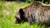 Hairs from Alberta grizzly bears offer insight into survival of species